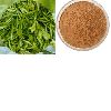 green tea extract