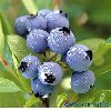 blueberry extract