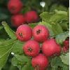 Hawthorn fruit Extract