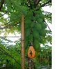 Non gmo anti Papaya ringspot virus, PRSV,(Potyvirus)