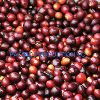 Vietnamese Robusta Arabica Coffee