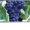 Resveratrol