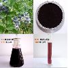 Bilberry Extract