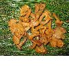 Brined  Chanterelle Mushroom