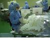 cleanroom gloves