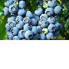 Blueberry Extract Juice 65 Brix (sophia@huachengbio.com)