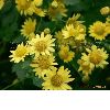 Chrysanthemum  Extract (sophia@huachengbio.com)