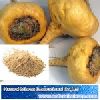 MACA Extract