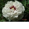 paeoniarockii, tree peony "Gui Fu Ren"