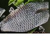 frozen tilapia fillets with skin on