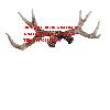 Antlers Deer